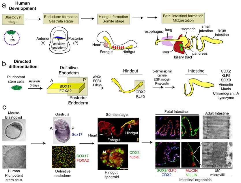 Model comparing embryonic intestinal development versus directed differentiation of human PSCs into intestinal tissue in vitro.
